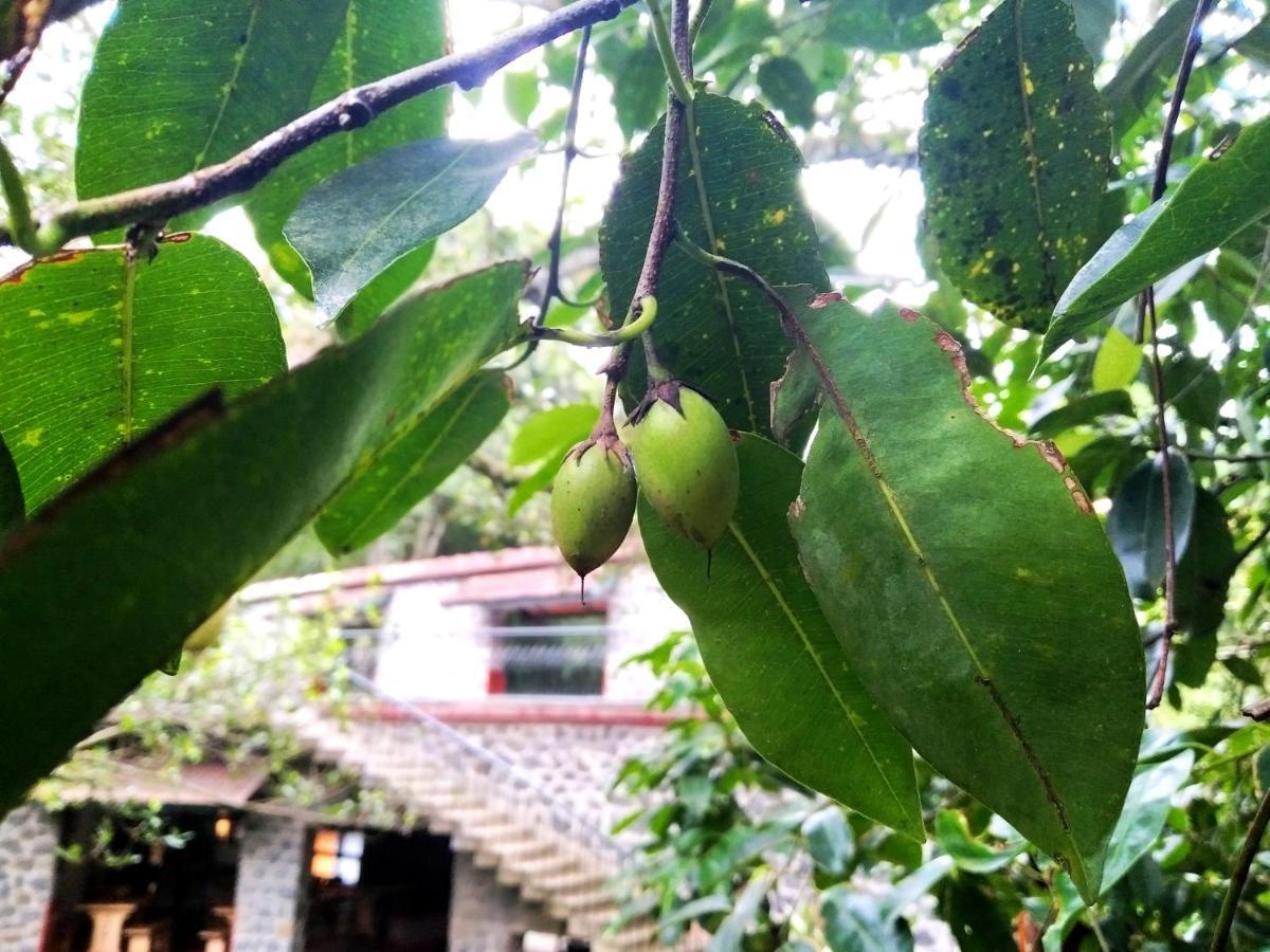 Wildernest Panzió Thekkady Kültér fotó