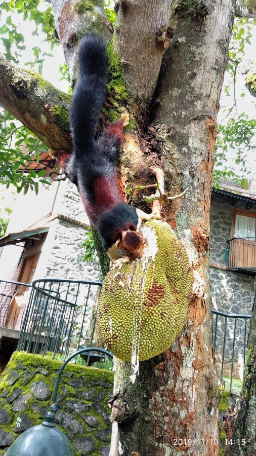 Wildernest Panzió Thekkady Kültér fotó