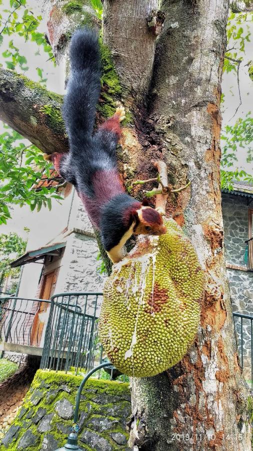 Wildernest Panzió Thekkady Kültér fotó
