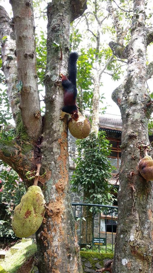 Wildernest Panzió Thekkady Kültér fotó